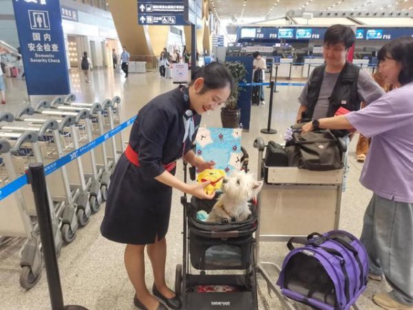 逸富盈策略 3岁西高地犬坐飞机！东航在昆明完成首单“宠物进客舱”服务