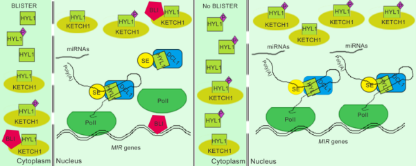 弘益配资 山东农业大学泰山学者青年专家，以通讯作者身份在国际知名期刊（IF=16.8）上发表研究论文